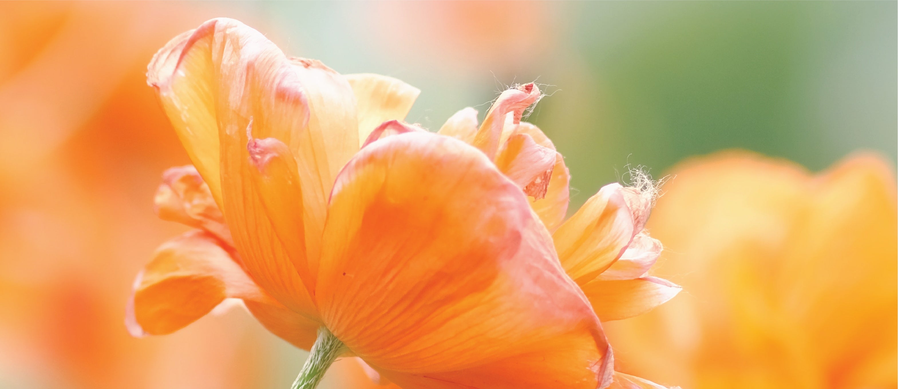 We believe in sunshine & joy in every creative detail